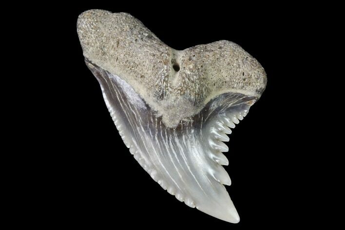 Hemipristis Shark Tooth Fossil - Virginia #96529